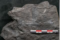 Foto (Detailansicht) von Palissya podocarpoides Ettingshausen (NHMW-GEO-2024-0188-10310)